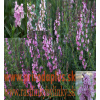 Yzop lekársky, ružový-(Hyssopus officinalis L.)