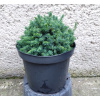 Smrek Biely Echiniformis Výška: 10 - 15cm, 3L