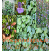 Zádušník brečtanovitý - (Glechoma hederacea L.)