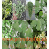 Zádušník strakatý, brečtanovitý „panašovaný“ - (Glechoma hederacea „variegata“ L.)