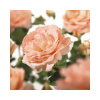 Ruža popínavá FloraSelf Rosa 'Bonita Renaissance' výška 100-120 cm kvetináč 5 l