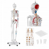 Anatomický model ľudskej kostry 180 cm + PLA (Anatomický model ľudskej kostry 180 cm + PLA)