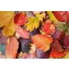 MAGNOLIA Puzzle Farebné lístie 1000 dielikov