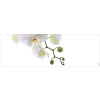 Obklad do kúpeľne mySPOTTI aqua Orchidee phala 140x45 cm