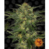 LSD - Barney´s Farm Balenie: 5ks
