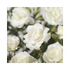 Ruža FloraSelf Rosa 'Climbing Iceberg' 100-120 cm kvetináč 5 l