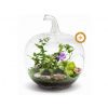 COOL Design Otvorené rastlinné terárium FOREST APPLE Violet 24 cm – sklenené jablko s fitóniou a brečtanom | Otvorené terárium do bytu ako jemná lesná dekorácia s fialovým akcentom