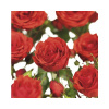 Ruža popínavá FloraSelf Rosa Jive COURTYARD® výška 100-120 cm kvetináč 5 l