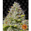 Blue Gelato 41 - Barney´s Farm Balenie: 10ks