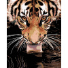 Diamondi Diamantové maľovanie TIGER PRI VODE 40 x 50 cm vypnuté plátno na rám