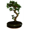 Zelkova 356 - izbové bonsaje