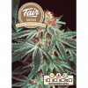 Fair Seeds - Great White Shark 5 ks - Semená neobsahujú THC