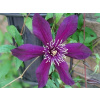 Clematis sadenica v balote
