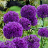 Allium Ornamental Garlic Purple Rein 5 ks AKCIA (Allium Ornamental Garlic Purple Rein 5 ks AKCIA)