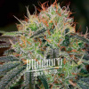 Blimburn Seeds Feminizované semená kanabisu Fat Bastard 6 pcs