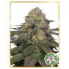 Mr. Hide Seeds - Mr. Lili OG 1 ks - Semená neobsahujú THC