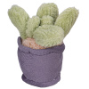 Take Me Home rastliny izbové plyšové Typ: 6