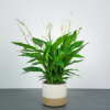 Spathiphyllum bohato kvitne (Spathiphyllum bohato kvitne)