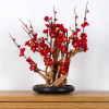 Dekoratívne izbové bonsaje Red Plum PN-38