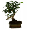 Ficus retusa - figovník - bonsai 325