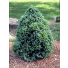 Smrek biely - Picea glauca ´Sanders Blue´ - 15/20cm