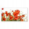 Obrázok akryl s grafikou 140x70 maki rastlinná príroda (Obrázok akryl s grafikou 140x70 maki rastlinná príroda)