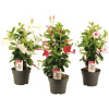 Dipladénia, mandevila biela pyramída FloraSelf Mandevilla výška 50-55 cm kvetináč Ø 17 cm