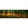 Rohová fototapeta - FT4032 - Slnko prenikajúce lesom 620cm x 219cm - Vliesová fototapeta