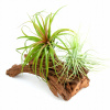 Zloženie Tillandsia Brassica on the Root Ready (Zloženie Tillandsia Brassica on the Root Ready)