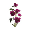 Pivonka čínska FloraSelf Paeonia lacitfolia kvetináč 3,5 l červená