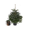 Vianočný stromček JEDLE 80-100 cm, kvetináč