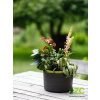 Žardina samozavlažovací trojzáves Berberis - antracit + zelená 30 cm