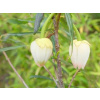 Krinodendron Alf Robbins PBR (kontajner C3)