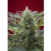 Sweet Seeds Cream 47 Balenie: 10+4