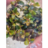 Akvaland.sk Bucephalandra theia red in-Vitro