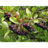 Arónia BIO FloraSelf Bio Aronia 'Nero' kvetináč 3 l