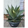 Agave salmiana var. ferox 50 l