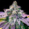 Blimburn Seeds Semená kanabisu Feminizované ovocné kamienky 3 pcs