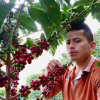Colombia GEISHA - tmavé praženie (200 g, zrnková káva)