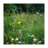 Margatétková kvetinová lúka - semená Planta Naturalis - zmes - 10 g