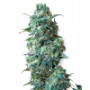 Sensi Seeds Cannabis Seeds Afghan Kush Regular od White Label, 10 ks