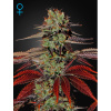 Green House Seed King’s Kush Auto Balenie: 10