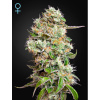 Green House Seed King’s Kush Auto CBD Balenie: 10
