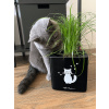 Lechuza Cube Glossy CAT 14 All inclusive set mačka čierny kvetináč 14x14x14 cm