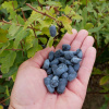 Haskap berry Sinij Utes SEEDING (Haskap berry Sinij Utes SEEDING)