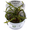 Tropica Cryptocoryne crispatula CUP - 1 ks