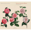Weiss, Silvius Leopold: Suites For Lute (CD)