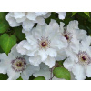 Clematis trieda Maria Kaczyńska C2 VYPR
