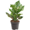 Aglaonema 'Pink Leopard' 12x30 cm