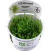Tropica Lilaeopsis brasiliensis CUP - 1 ks